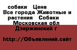 собаки › Цена ­ 2 500 - Все города Животные и растения » Собаки   . Московская обл.,Дзержинский г.